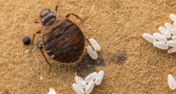 Bed bug with eggs. Laboratory culture at the University of Kentucky.