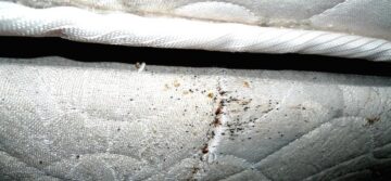 sledy-klopov-na-matrase
